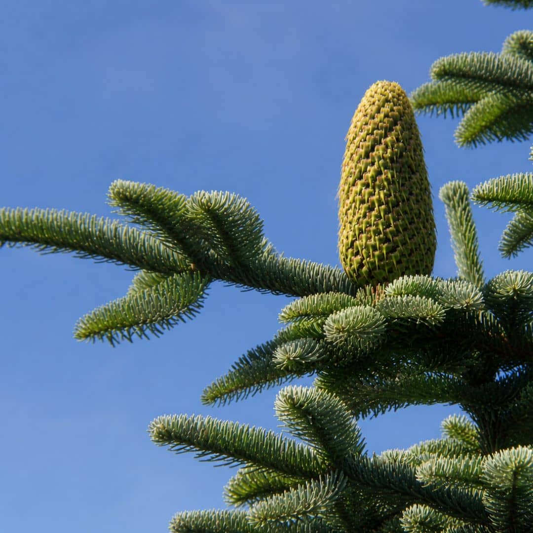 graines de sapin noble abies procera conifère de collection