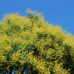 graines de savonnier Koelreuteria paniculata et comment faire germer ses graines