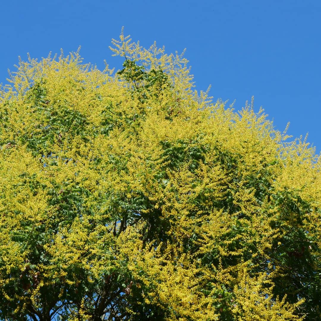 graines de savonnier Koelreuteria paniculata et comment faire germer ses graines
