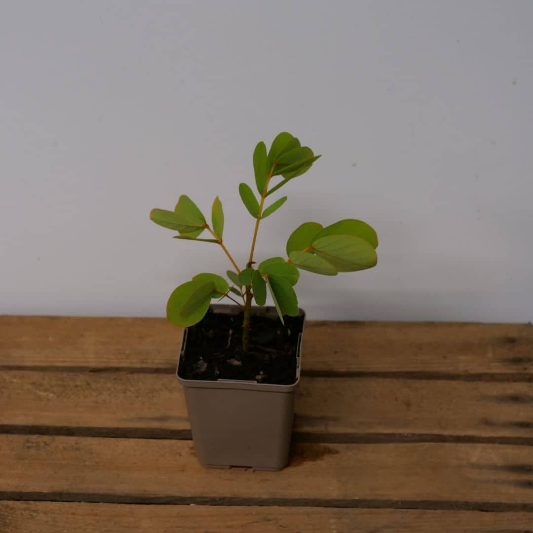 graines de senna alata à semer et planter