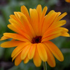 graines de souci officinale calendula officinalis plante sauvage et médicinale à cultiver avec monde vegetal