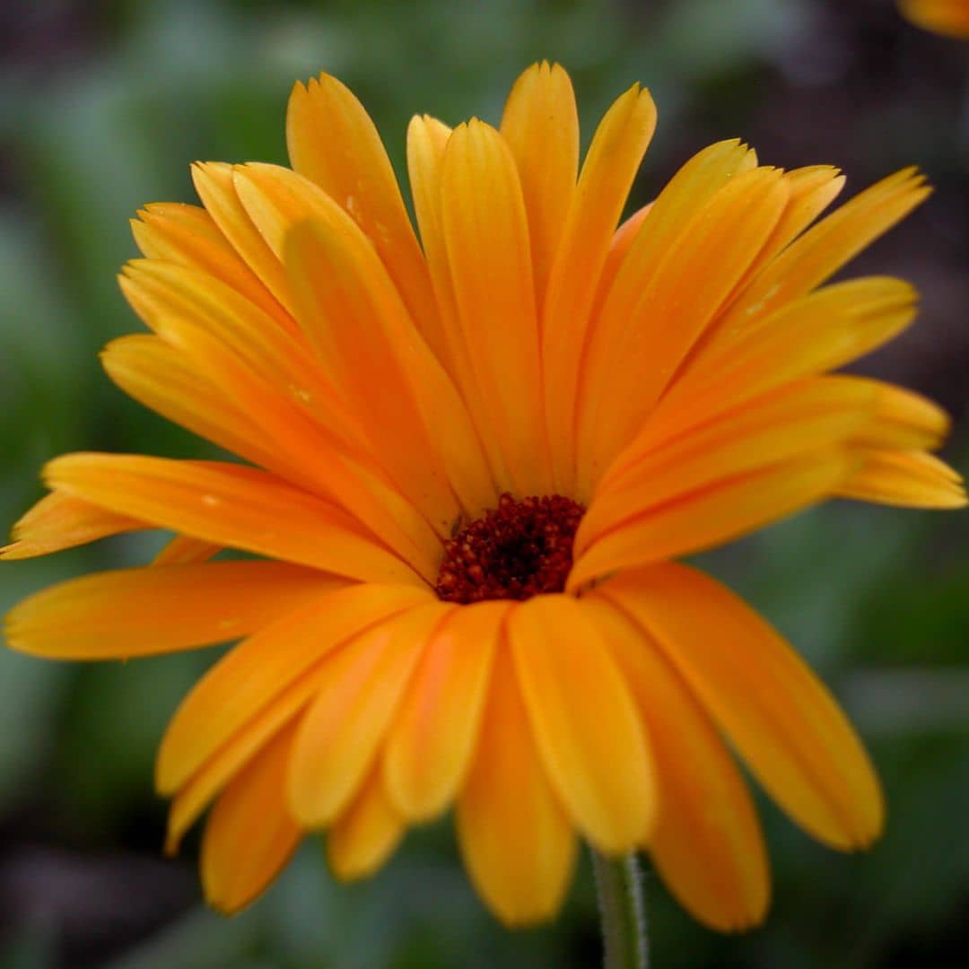 graines de souci officinale calendula officinalis plante sauvage et médicinale à cultiver avec monde vegetal