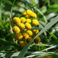 graines de tanaisie commune tanacetum vulgare plante sauvage très utile au jardin