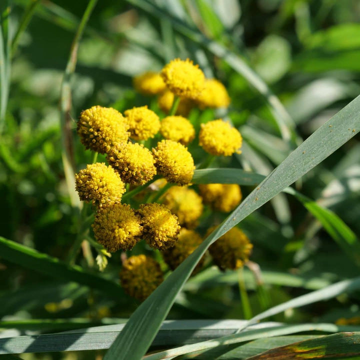 graines de tanaisie commune tanacetum vulgare plante sauvage très utile au jardin