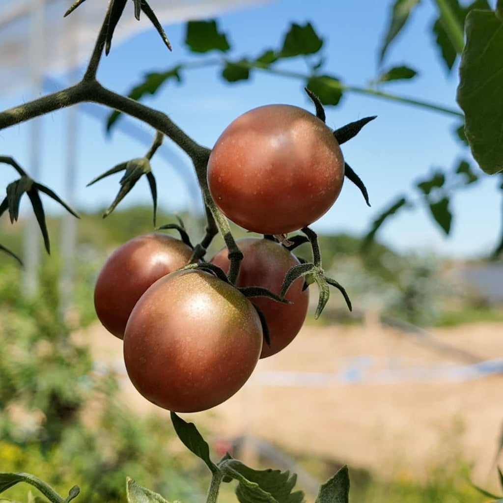graines de tomate black cherry à cultiver au potager