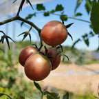 graines de tomate black cherry à cultiver au potager