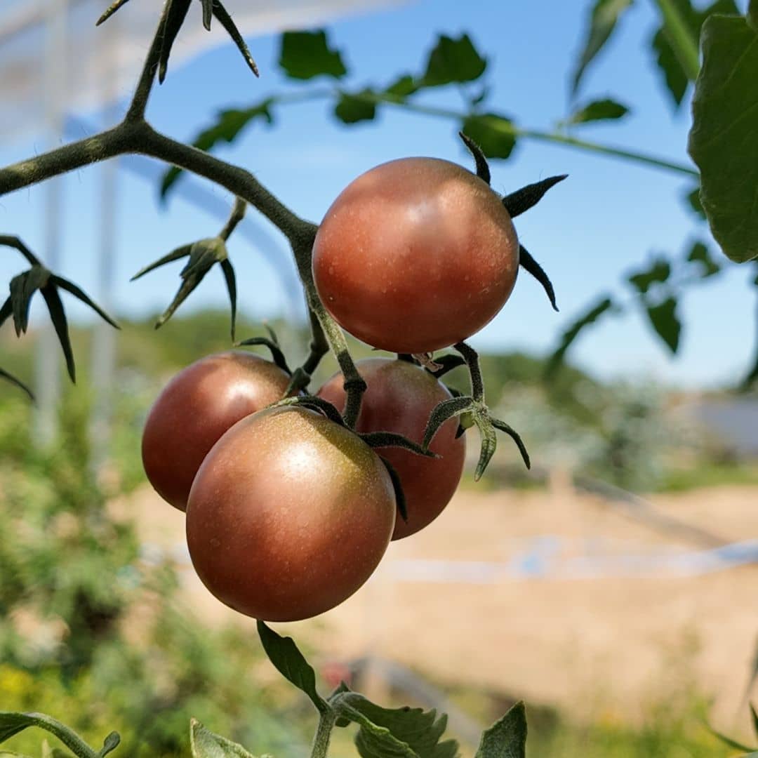 graines de tomate black cherry à cultiver au potager