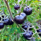 graines de tomate cerise noire Blackball plantes potagères rares