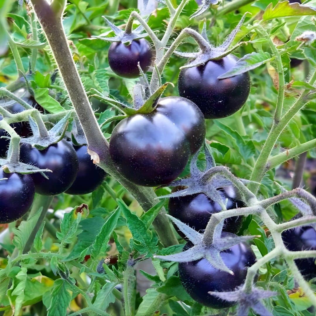 graines de tomate cerise noire Blackball plantes potagères rares