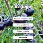 graines de tomate cerise noire Blackball plantes potagères rares comment semer et cultiver et récolter