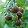 graines de tomate de black cherry à cultiver au potager