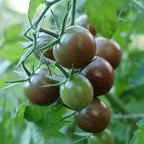 graines de tomate de black cherry à cultiver au potager