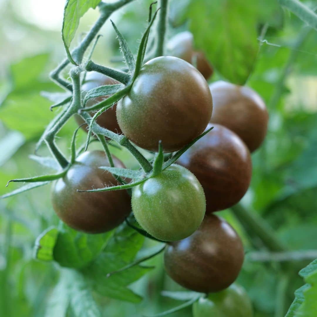 graines de tomate de black cherry à cultiver au potager