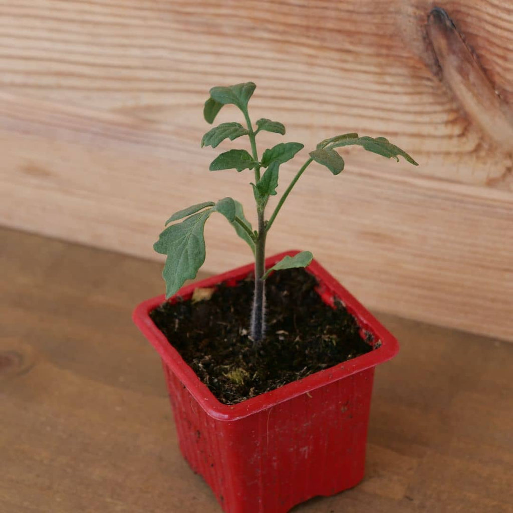 graines de tomate indigo rose variétés de tomates rares de chez Monde Vegetal
