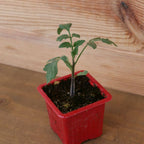 graines de tomate indigo rose variétés de tomates rares de chez Monde Vegetal