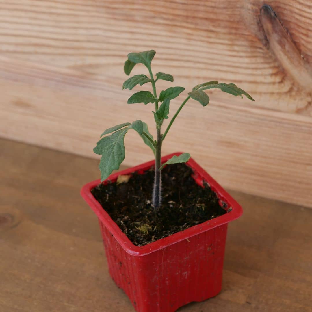 graines de tomate indigo rose variétés de tomates rares de chez Monde Vegetal
