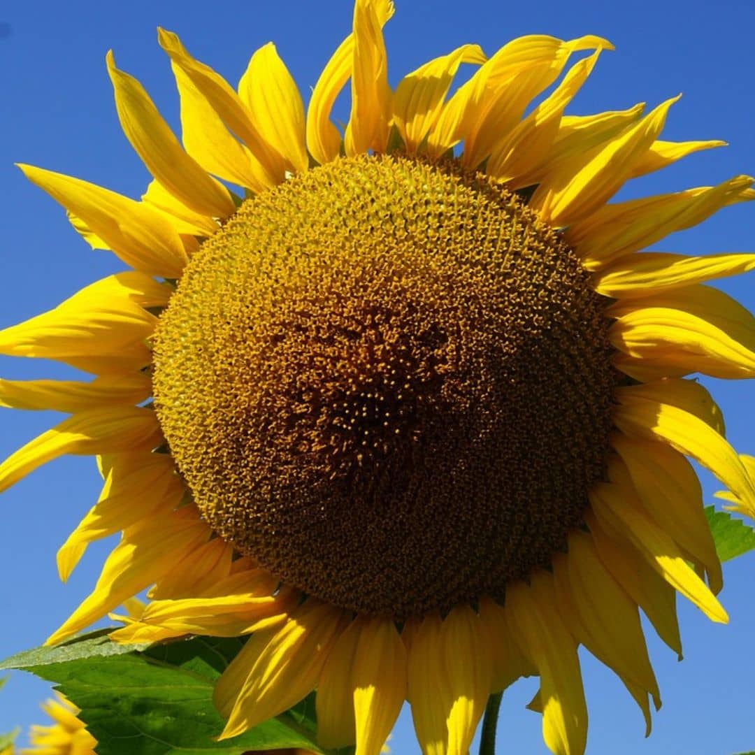 graines de tournesol géant helianthus annuus giganteum à semer et cultiver avec monde vegetal