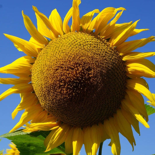 graines de tournesol géant helianthus annuus giganteum à semer et cultiver avec monde vegetal
