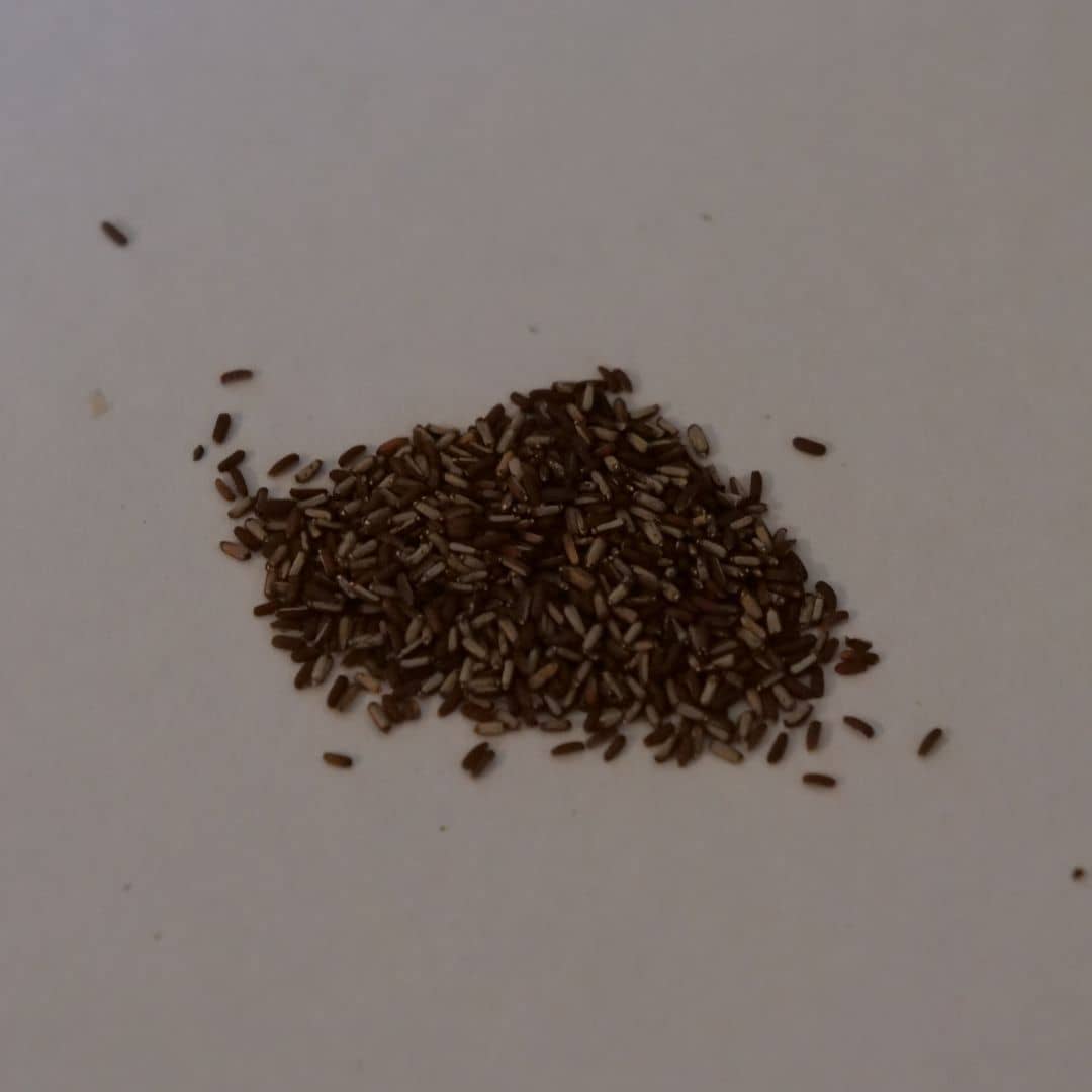 graines de verveine officinale à semer pour la cultiver au potager ou pour des infusions médicinales