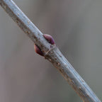 graines de viburnum opulus à planter et cultiver
