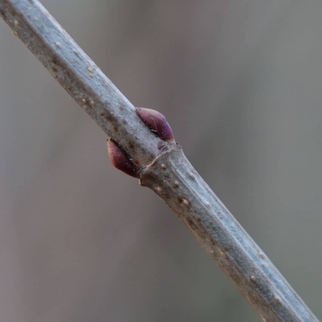 graines de viburnum opulus à planter et cultiver