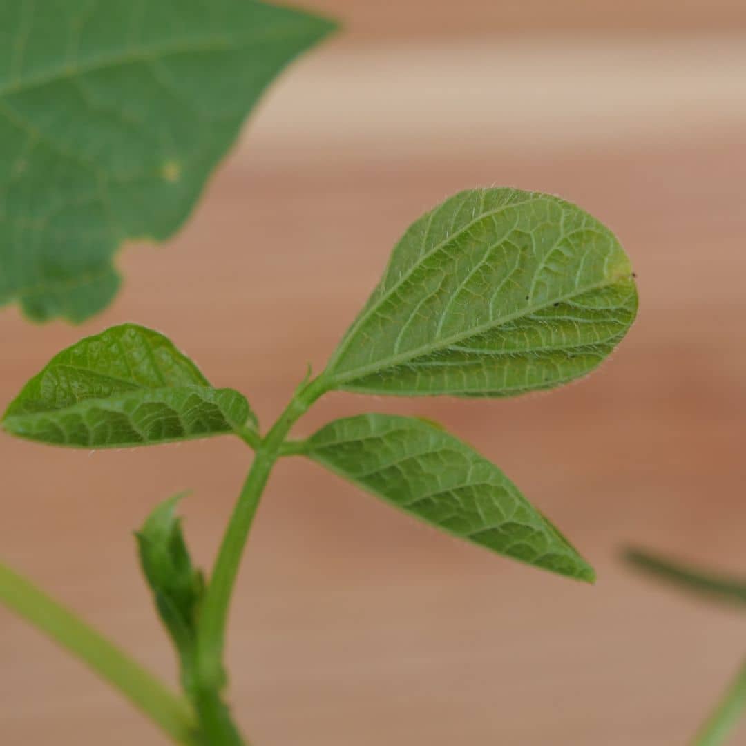 graines de vigna angularis haricot asiatique rare à cultiver au potager