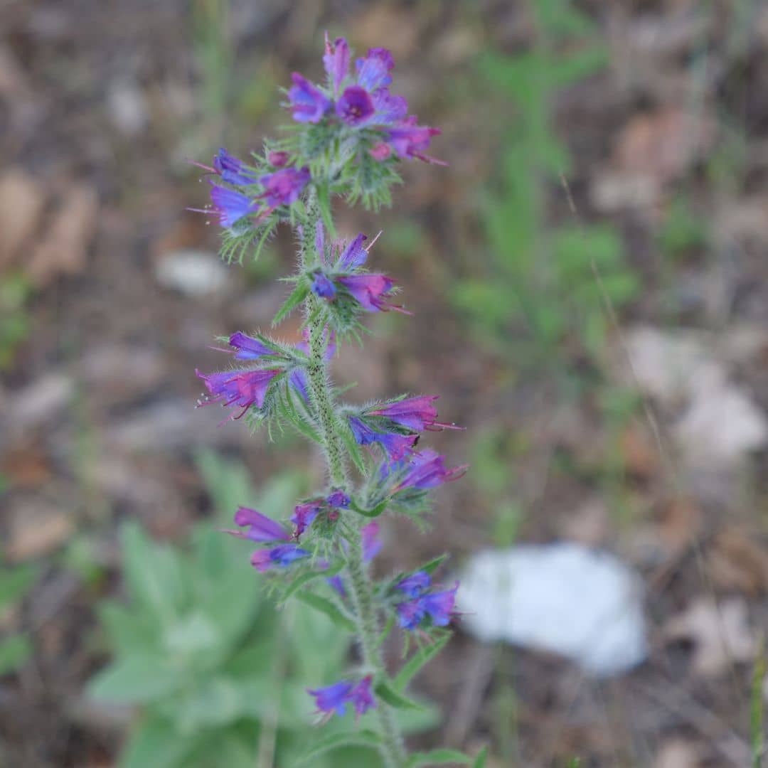 graines de viperine commune plante rare à planter pour cultiver un jardin riche en biodiversité