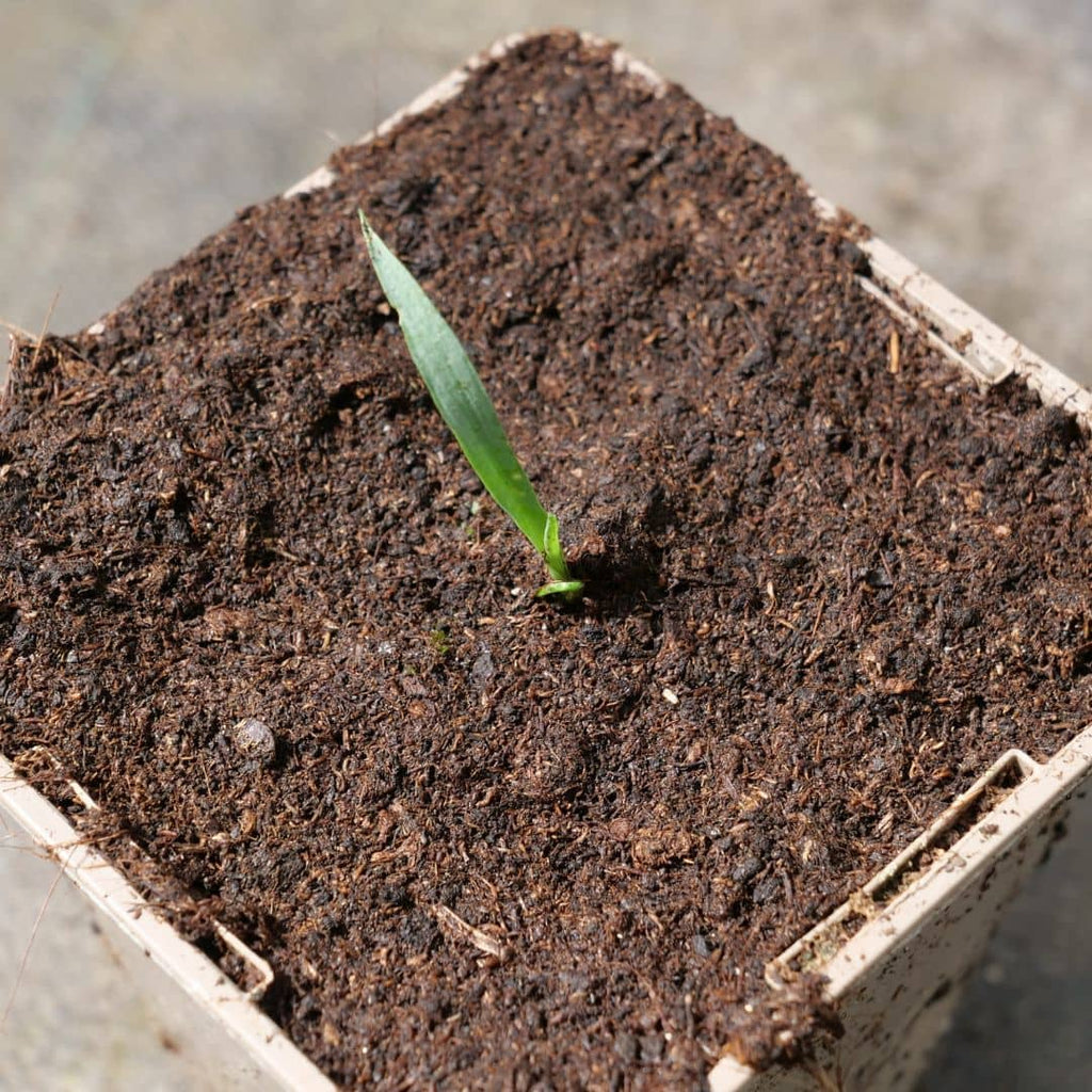 graines de yucca rostrata blue silver comment faire germer et cultiver