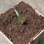 graines de yucca rostrata blue silver comment faire germer et cultiver