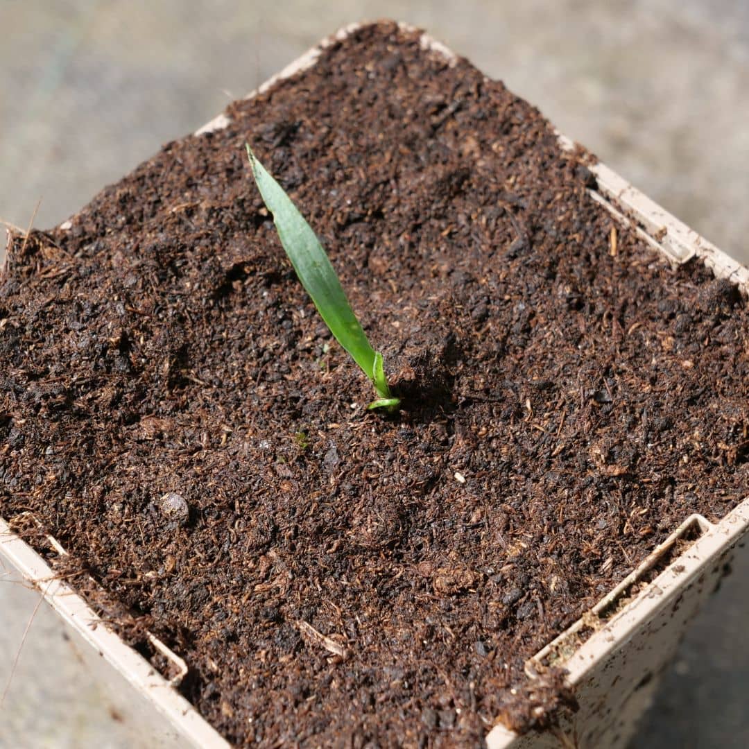 graines de yucca rostrata blue silver comment faire germer et cultiver