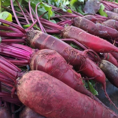 graines de betterave cylindra beta vulgaris à semer avec les conseils de culture de monde vegetal