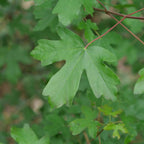 graines et baby plant d'érable campêtre acer campestre monde vegetal