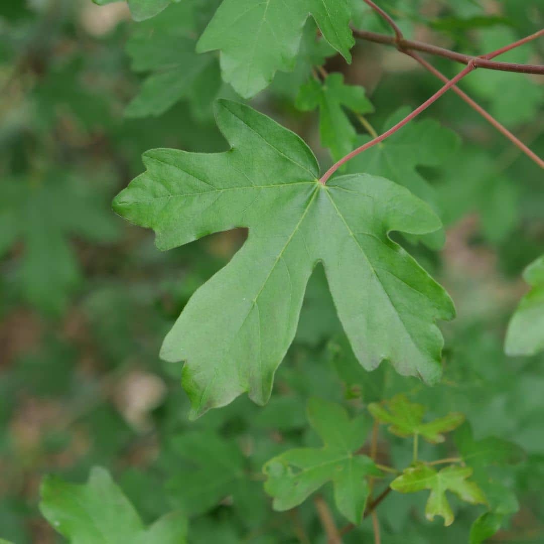 graines et baby plant d'érable campêtre acer campestre monde vegetal