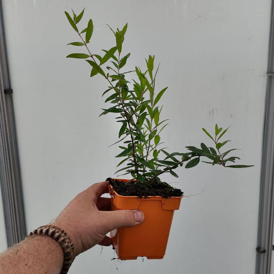 graines et plantes de grenadier nain punica granatum nana à cultiver avec monde vegetal