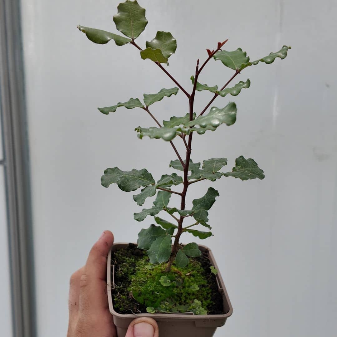 graines et plants de caroubier ceratonia siliqua arbre méditerranéen à cultiver avec monde vegetal