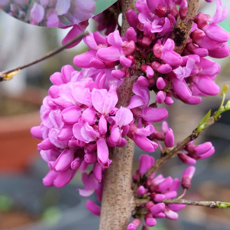 graines et plants de cercis chinensis gainier de chine un petit arbre à fleurs roses de printemps