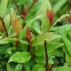 graines et plants de grenadier nain et ses belles pousses rouges