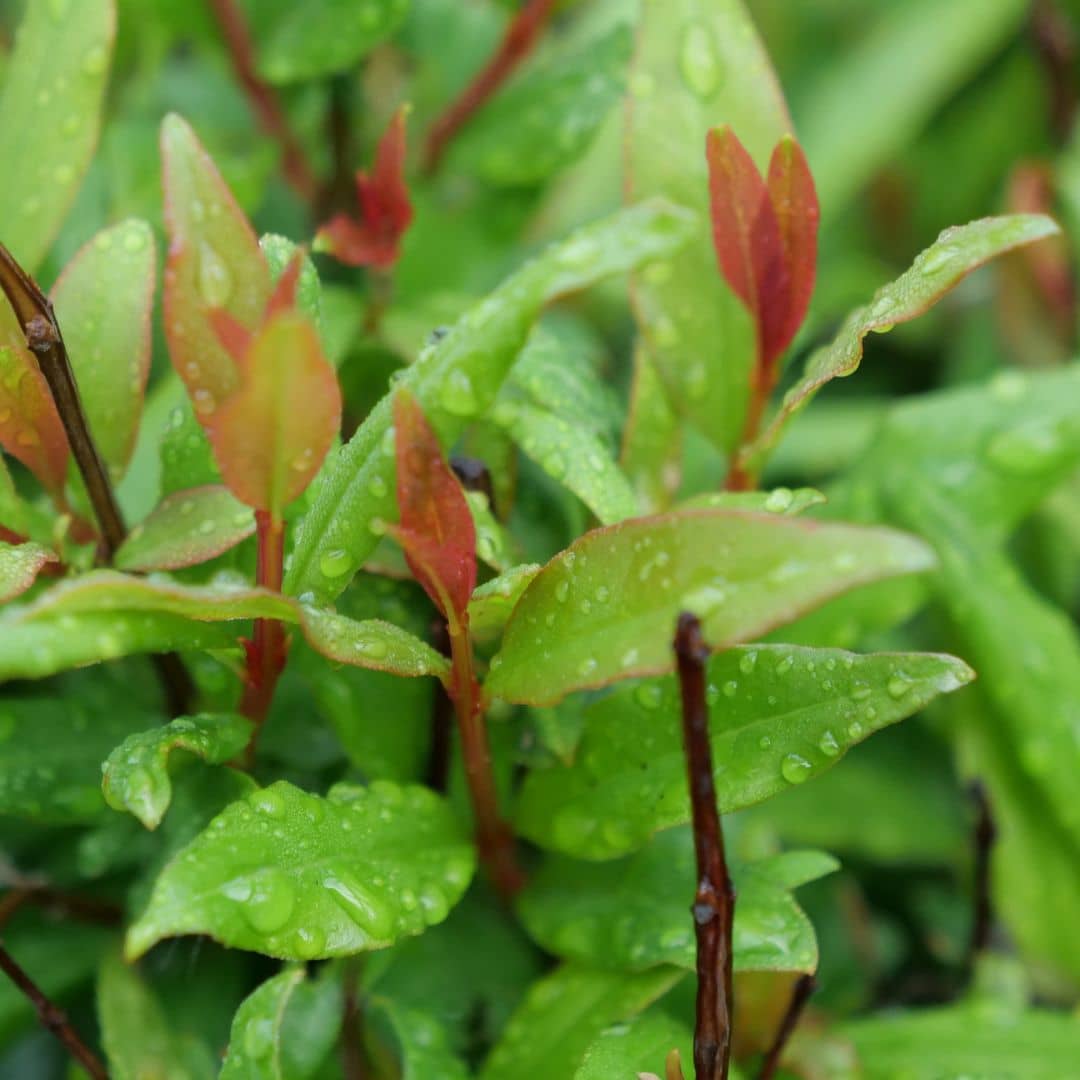 graines et plants de grenadier nain et ses belles pousses rouges