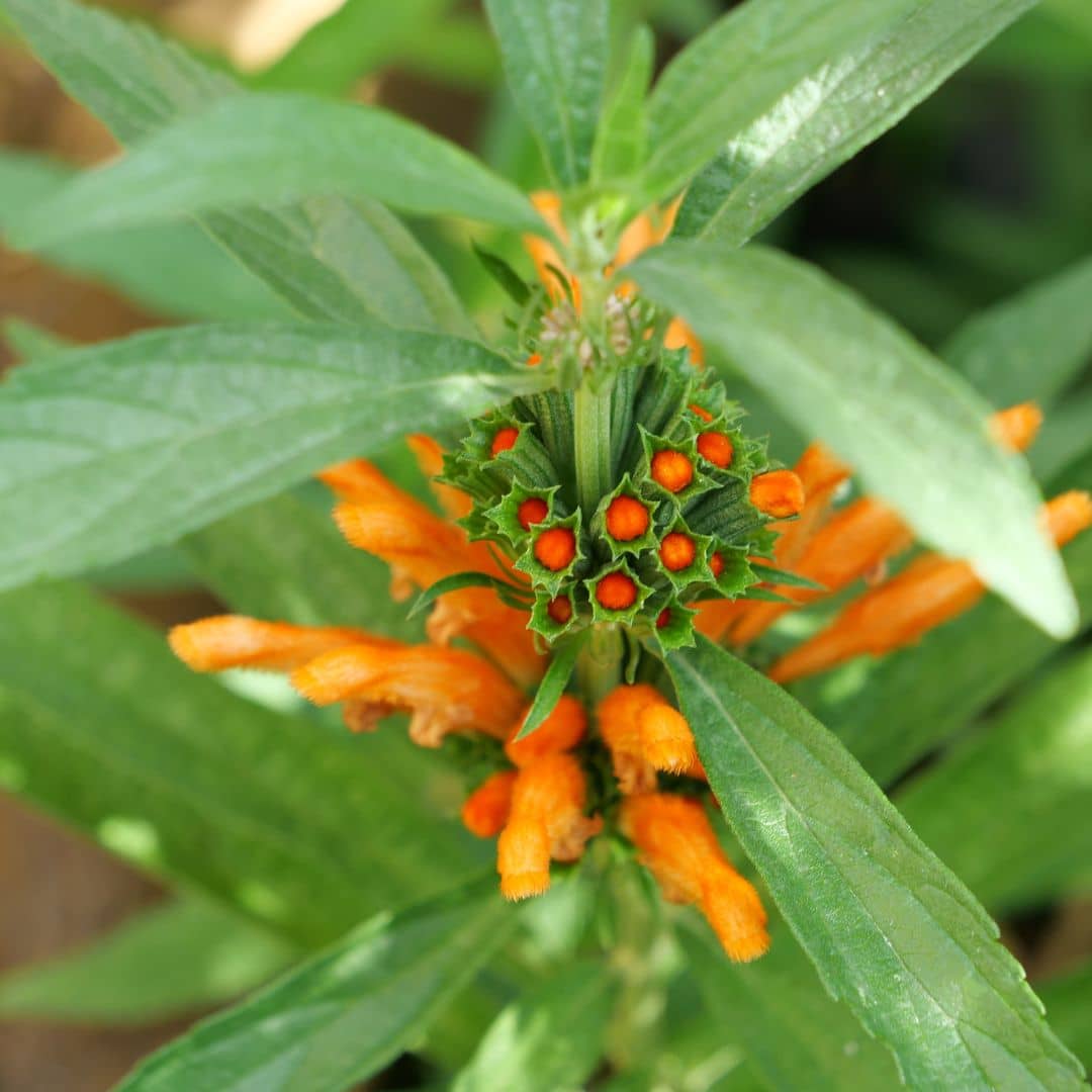 graines et plants de leonotis leonurus wild dagga à semer et planter avec les conseils de culture de monde vegetal