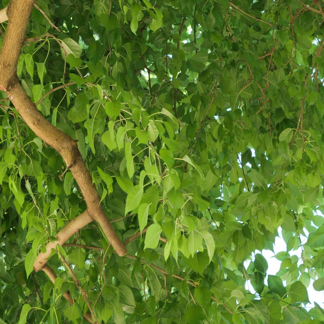 graines et plants de maclura pomifera Oranger des Osages