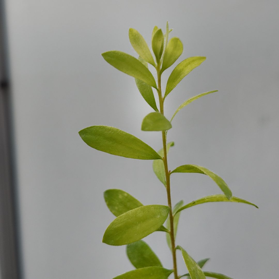 graines et plants de melaleuca nesophila arbuste australien à fleurs roses à cultiver avec monde vegetal