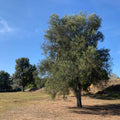 graines et plants de pin australien Casuarina cunninghamiana 