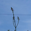graines et plants de verveine officinale verbena officinalis plante pour infusion monde vegetal