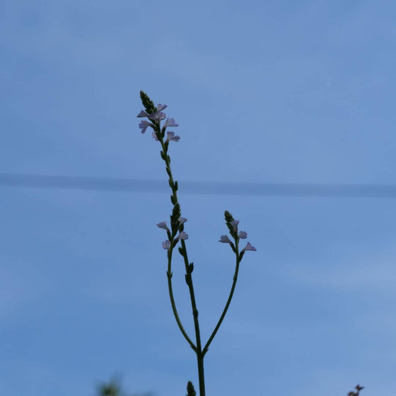 graines et plants de verveine officinale verbena officinalis plante pour infusion monde vegetal