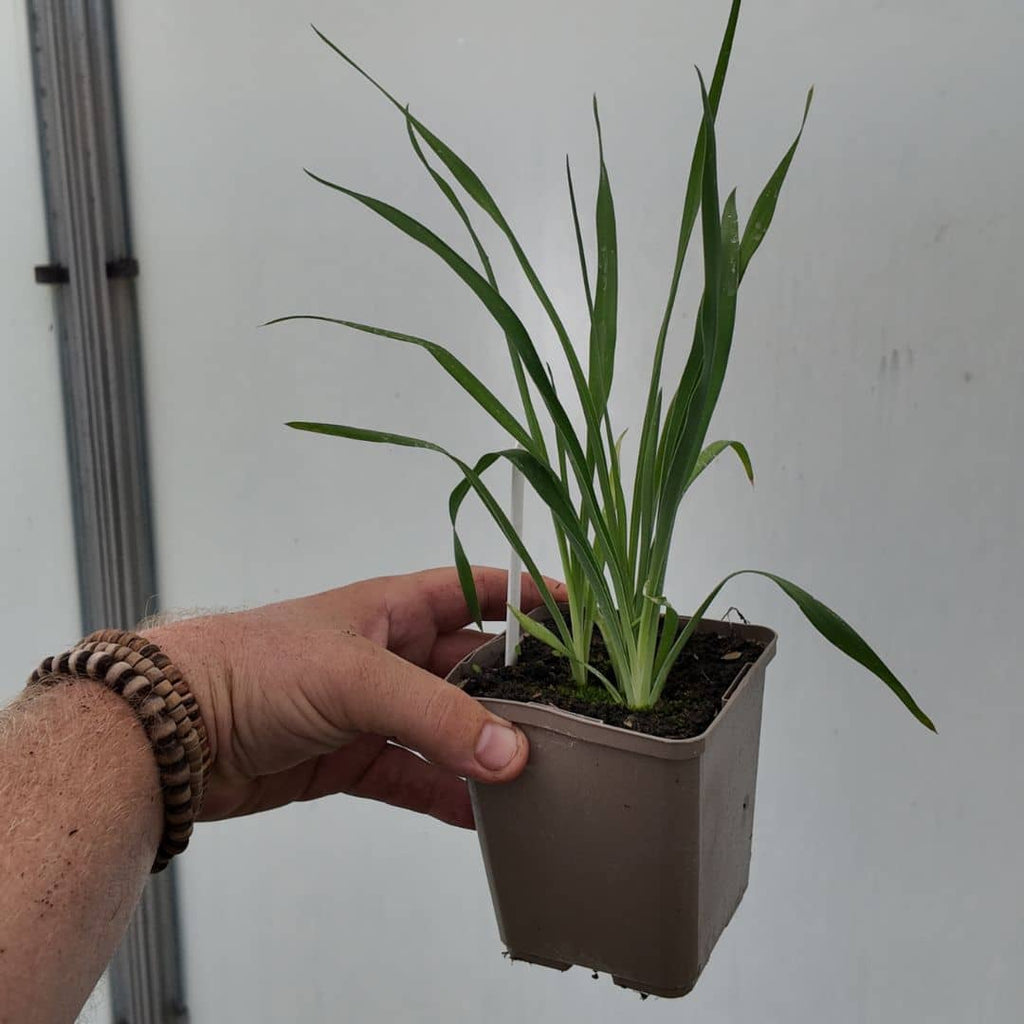 graines et plants de yucca filamentosa