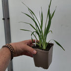 graines et plants de yucca filamentosa
