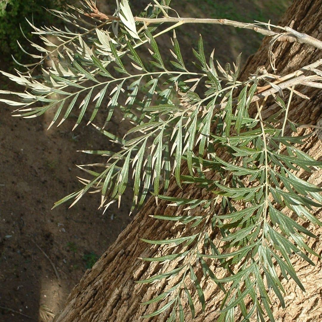 graines feuilles élégantes et découpées du Grevillea robusta chêne soyeux d'australie