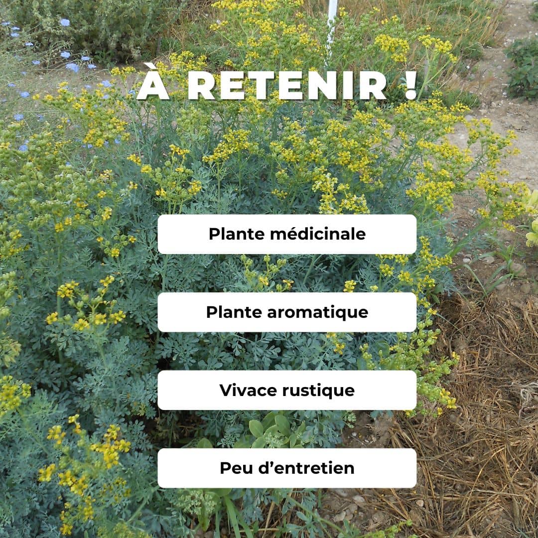 graines ruta graveolens rue officinale comment semer cultiver