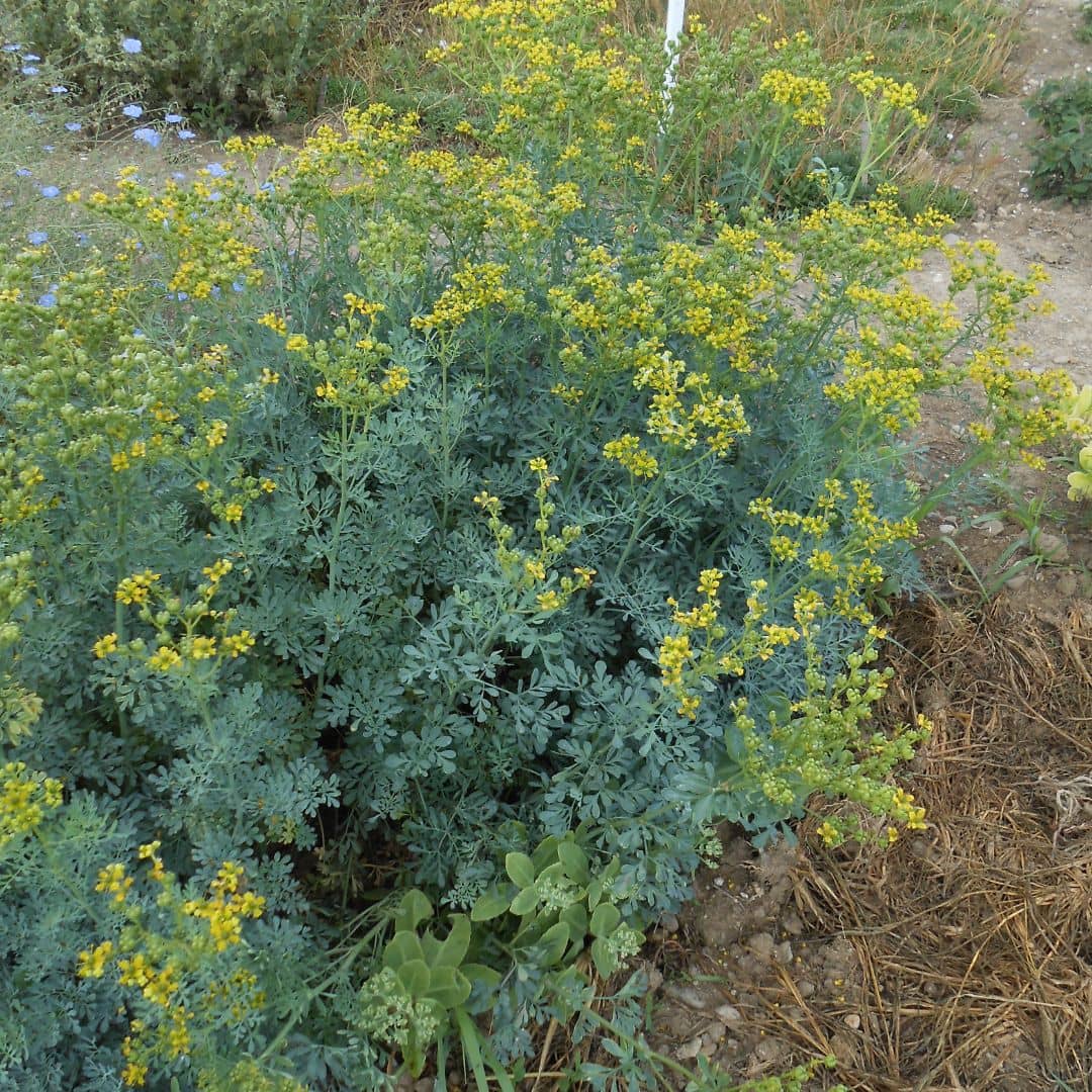 graines ruta graveolens rue officinale plantes aromatiques médicinales monde végétal