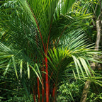  graines semences palmier rouge monde vegetal